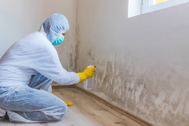 Licensed Basement Mold Remediation service in Bellevue, KY - WQB Mold Removal